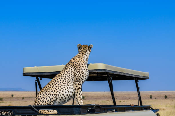 6-Days Luxury Safari