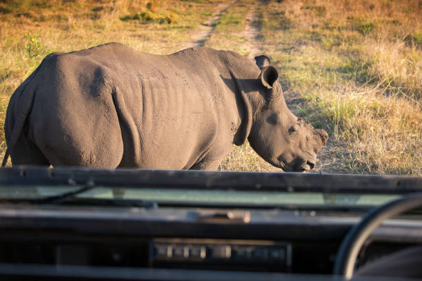 4-Days Luxury Safari