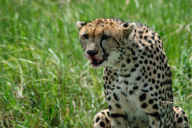 6-Days Uganda Safari